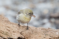 Veryl Witmer, Pine Warbler, The Ramble, Central Park, NY , March 5, 2014