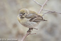 Veryl Witmer, Pine Warbler,  The Ramble, Central Park, NY
