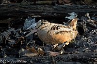 Veryl Witmer, American Woodcock, The Ramble, Central Park, NY