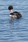 Veryl Witmer, Red-breasted Merganser, The Reservoir, Central Park, NY