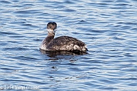 Veryl Witmer, Red-necked Grebe, The Reservoir, Central Park, NY, March 9, 2014