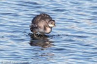 Veryl Witmer, Red-necked Grebe, The Reservoir, Central Park, NY, March 9, 2014
