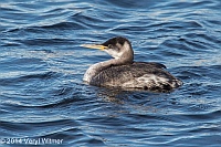 Veryl Witmer, Red-necked Grebe, The Reservoir, Central Park, NY