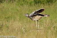 Kori Bustard, Kruger National Park, Mpumalanga, South Africa