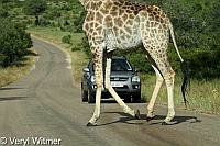 Giraffe, Kruger National Park, Mpumalanga, South Africa, On road, vehicle