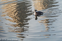 The El Dorado, Veryl Witmer, Red-necked Grebe, The Reservoir, Central Park, NY