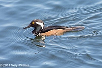 Veryl Witmer, Hooded Merganser, The Reservoir, Central Park, NY