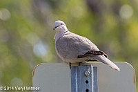 Veryl Witmer, Eurasian Collared-Dove, Miami Beach, FL
