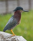 Veryl Witmer, Green Heron, Green Cay Wetlands, Palm Beach County, FL