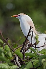 Veryl Witmer, Cattle Egret, Wakodahatchee Wetlands, Palm Beach County, FL