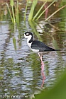 Veryl Witmer, Black-necked Stilt, Wakodahatchee Wetlands, Palm Beach County, FL