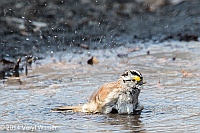 Veryl Witmer, White-throated Sparrow, The Ramble, Central Park, NY