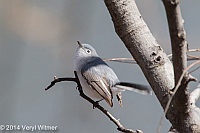 Veryl, Witmer, Blue-gray Gnatcatcher, Central Park, NY, 2014