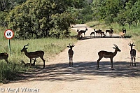 Impala, Kruger National Park, Mpumalanga, South Africa