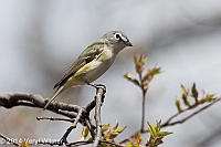 Veryl Witmer, Blue-headed Vireo, The Ramble, Central Park, NY