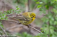 Veryl Witmer, Prairie Warbler, The Ramble, Central Park, NY