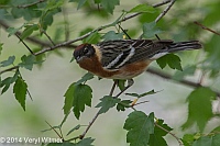 Veryl Witmer, Bay-breasted warbler, Central Park, NY