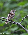 Clay-colored Sparrow, Central Park, NY, Veryl, Witmer