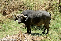 Buffalo, Kruger National Park, Mpumalanga, South Africa