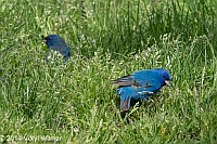 Indigo Bunting, Central Park, NY, Veryl Witmer