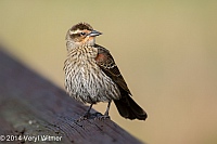 Red-winged Blackbird (Female), Wakodahatchee Wetlands, Palm Beach County, FL, Veryl Witmer