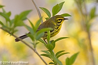 Veryl, Witmer, Prairie Warbler, Central Park, The Ramble, NY