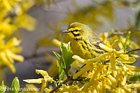 Veryl, Witmer, Prairie Warbler, Central Park, The Ramble, NY