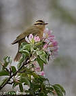 Veryl Witmer, Worm-eating Warbler, The Ramble, Central Park, NY