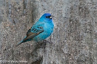 Indigo Bunting, Central Park, NY, Veryl Witmer