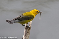 Prothonotary Warbler, Central Park, The Ramble, NY, Veryl Witmer