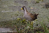 Veryl Witmer, Sora, Green Cay Wetlands, Palm Beach County, FL