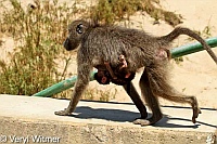 Baboon, Kruger National Park, Mpumalanga, Newborn, South Africa, baby