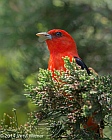 Veryl Witmer, Scarlet Tanager, Fire Island, NY