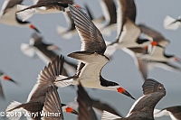 black skimmers, nickerson beach, long beach, ny, veryl, witmer