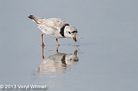Piping plover, nickerson beach, long beach, ny, veryl, witmer