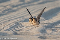 Barn Swallow, Fire Island, National Seashore, Veryl, Witmer