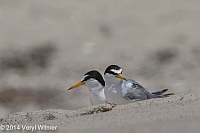 Least Tern, Fire Island, Veryl, Witmer