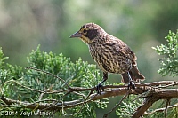 Red-winged Blackbird, Fire Island, Veryl Witmer