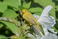 Yellow Warbler, Turtle Pond, Central Park, NY, Veryl Witmer