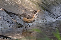 American Robin, Central Park, NY, Veryl Witmer