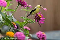American Goldfinch, Fire Island, NY, Eating Zinnia, Veryl Witmer