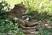 Kruger National Park, Lion, Mpumalanga, South Africa, lioness