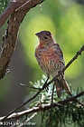 House Finch, Fire Island, NY, Veryl, Witmer