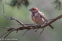 House Finch, Fire Island, NY, Veryl, Witmer