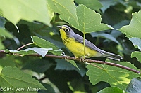 Canada Warbler, Central Park, NY, Veryl Witmer