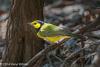 Hooded Warbler, Fire Island, NY, Veryl Witmer