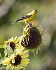 American Goldfinch, Fire Island, NY, Veryl, Witmer