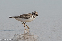 Semipalmated Plover, Fire Island, Suffolk County, NY, Veryl, Witmer