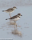 Semipalmated Plover, Fire Island, Suffolk County, NY, Veryl, Witmer