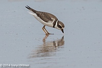 Semipalmated Plover, Fire Island, Suffolk County, NY, Veryl, Witmer